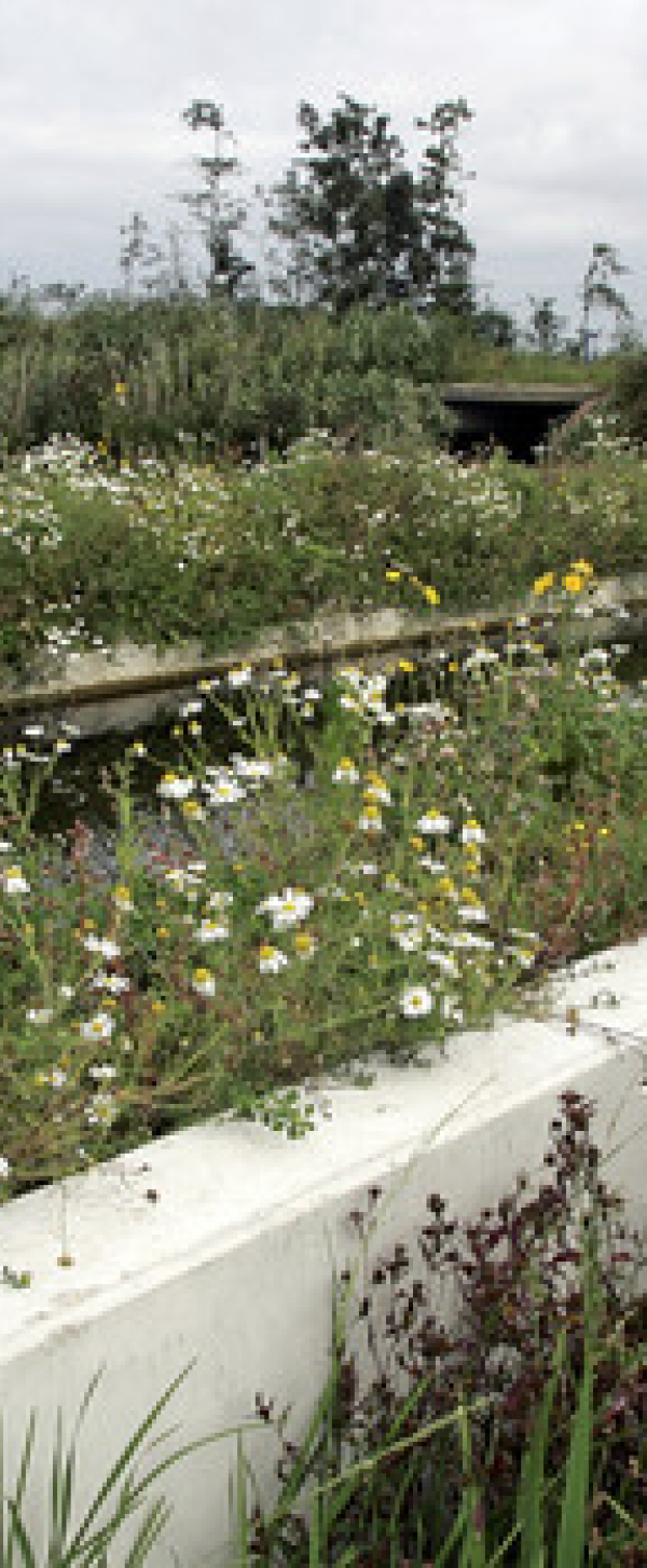 Eco aquaduct Olde Maten Meppeler Courant.jpg