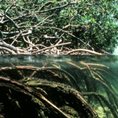 Mangroves.jpg