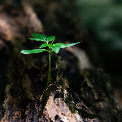 close-up-environment-flora-1151418.jpg