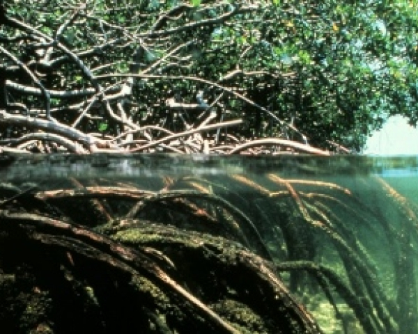 Mangroves.jpg